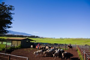 Big Island: Viehzüchter, Cowboys und Ranches